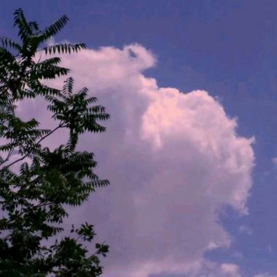 笼中窥游戏